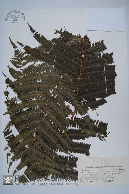 登錄號:P005736藏品圖，第1張