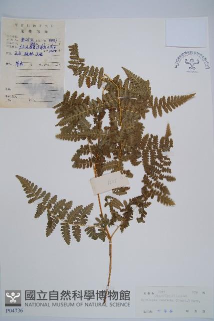 姬蕨藏品圖，第1張