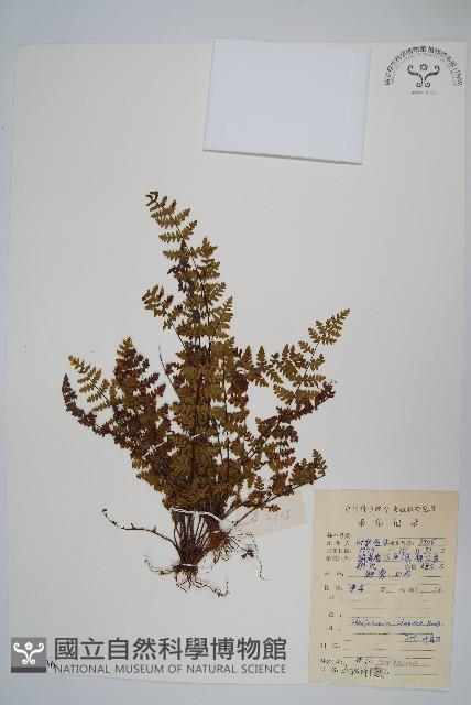 毛軸碎米蕨藏品圖，第1張