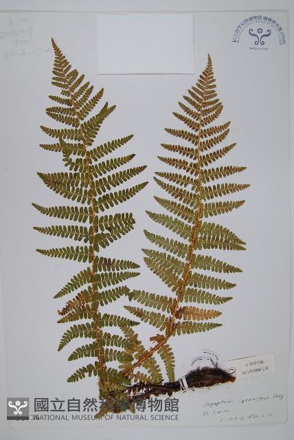 褐鱗鱗毛蕨藏品圖，第1張