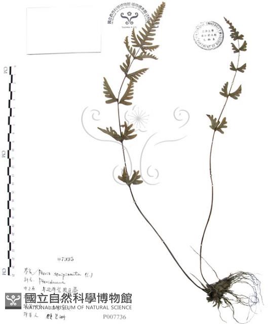 半邊羽裂鳳尾蕨藏品圖，第1張