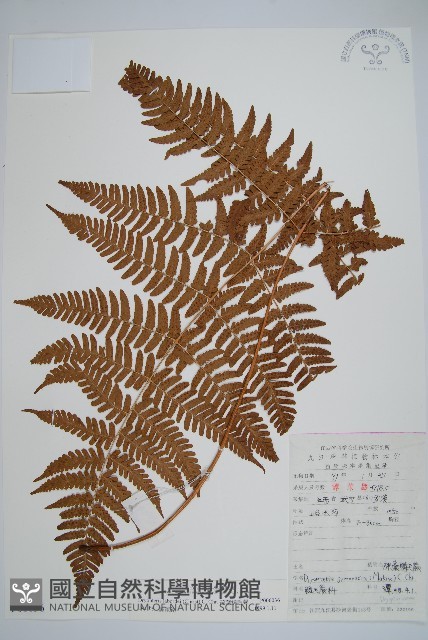 疏葉鱗毛蕨藏品圖，第1張