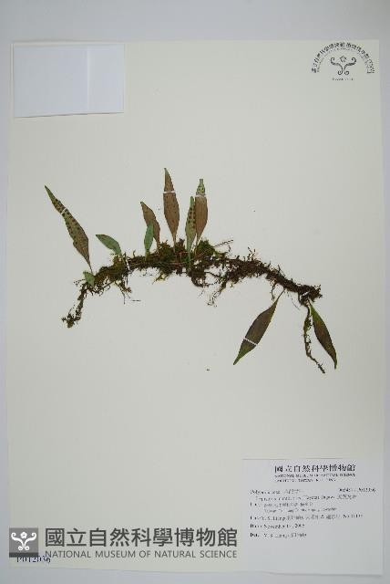 骨牌蕨藏品圖，第1張