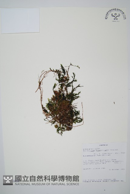 登錄號:P010036藏品圖，第1張