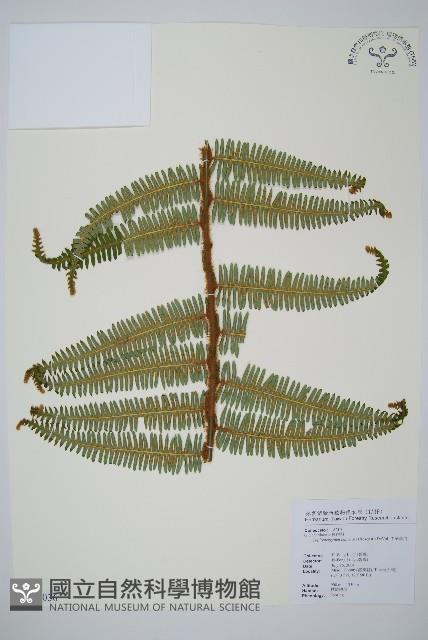 中華裡白藏品圖，第1張