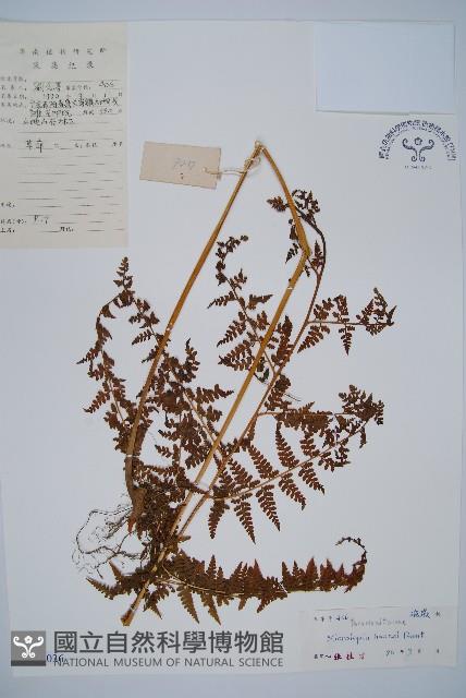 華南鱗蓋蕨藏品圖，第1張