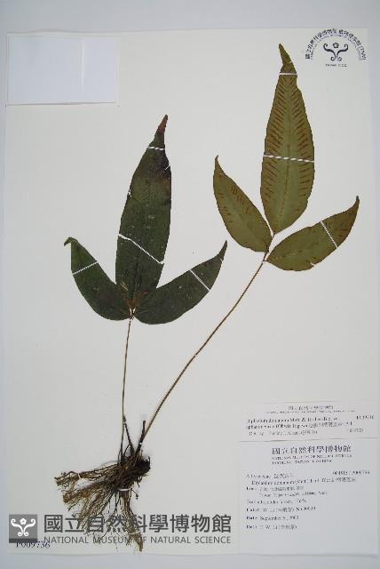 隱脈細柄雙蓋蕨藏品圖，第1張