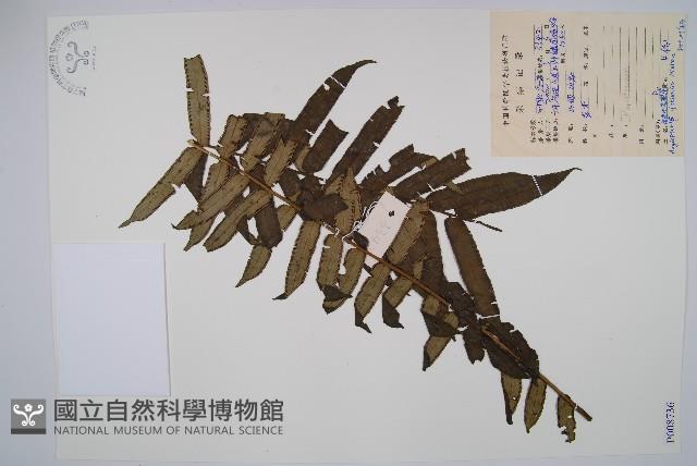 福建蓮座蕨藏品圖，第1張