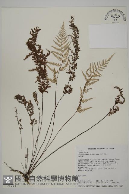 粉葉蕨藏品圖，第1張