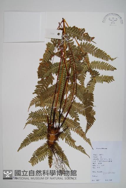 登錄號:P012536藏品圖，第1張