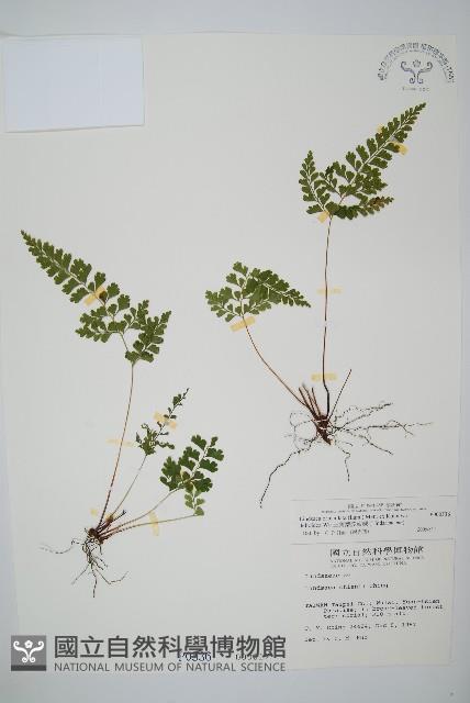 三角葉陵齒蕨藏品圖，第1張