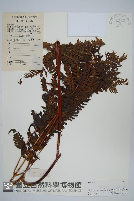 華南鳳尾蕨藏品圖，第1張