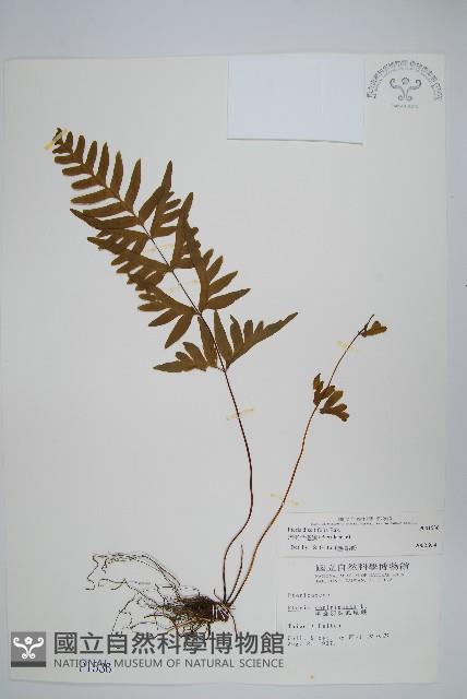 疏羽半邊旗藏品圖，第1張