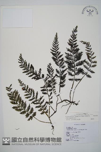 Accession Number:P011536 Collection Image, Figure 1, Total 2 Figures