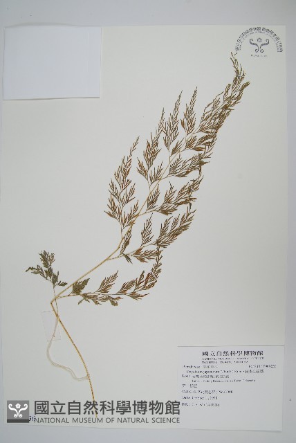 日本金粉蕨藏品圖，第1張