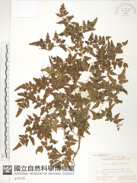 海金沙藏品圖，第1張