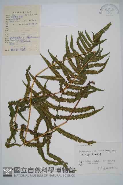 普通假毛蕨藏品圖，第1張