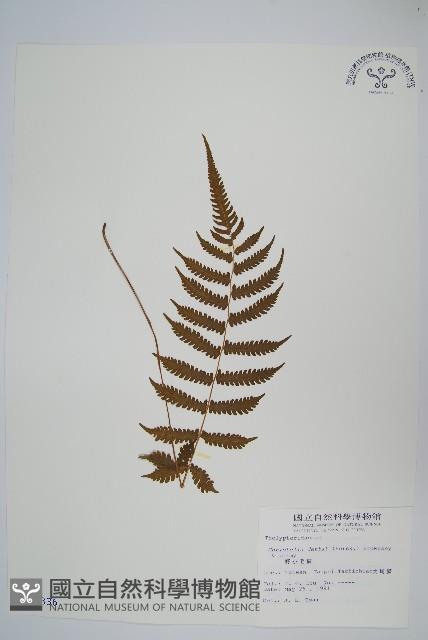 野小毛蕨藏品圖，第1張