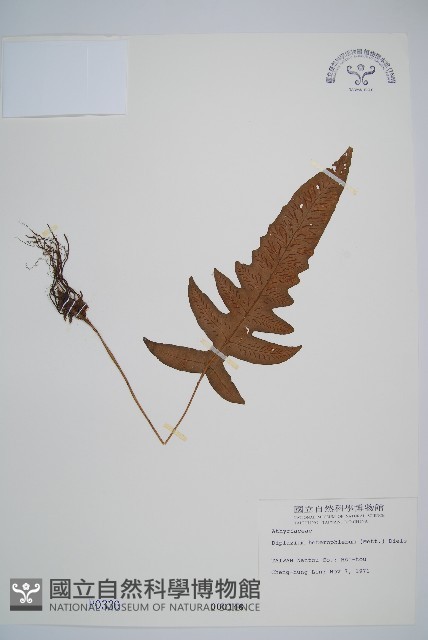 登錄號:P000336藏品圖，第1張
