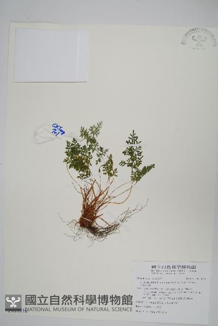 高山珠蕨藏品圖，第1張