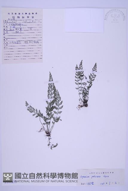 北京鐵角蕨藏品圖，第1張