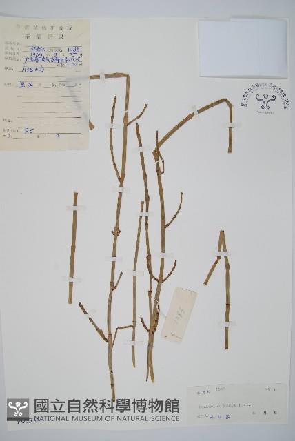 芼管草藏品圖，第1張