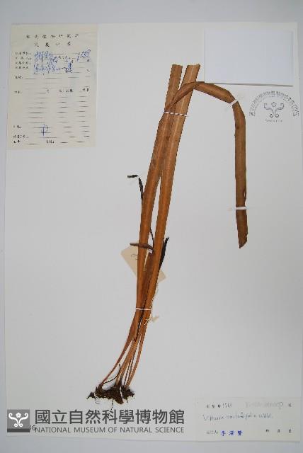 垂葉書帶蕨藏品圖，第1張