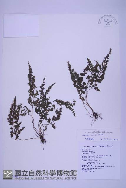 尖葉鐵角蕨藏品圖，第1張