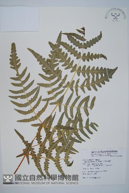 栗蕨藏品圖，第1張