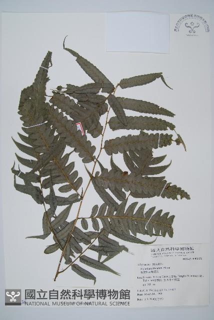 毛柄短腸蕨藏品圖，第1張