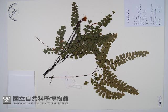 扇葉鐵線蕨藏品圖，第1張