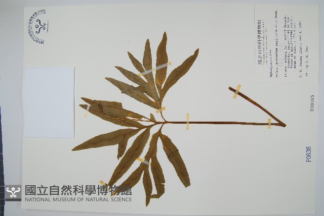 錫蘭七指蕨藏品圖，第1張
