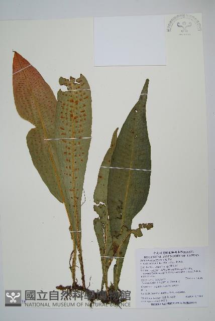 斷線蕨藏品圖，第1張