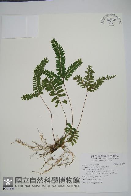 鈍齒鱗始蕨藏品圖，第1張