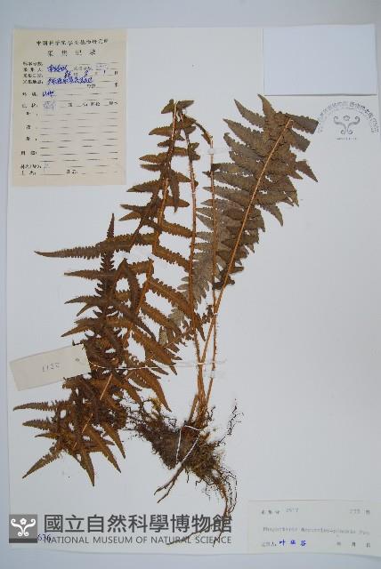 翅軸假金星蕨、短柄卵果蕨藏品圖，第1張