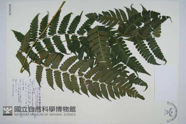 德氏雙蓋蕨藏品圖，第1張