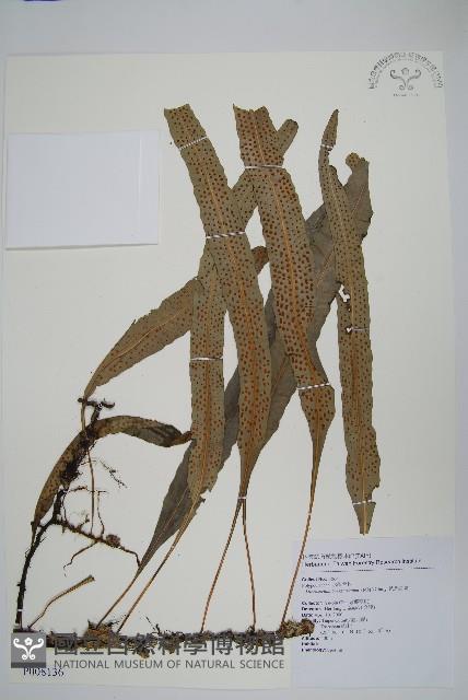 波氏星蕨藏品圖，第1張