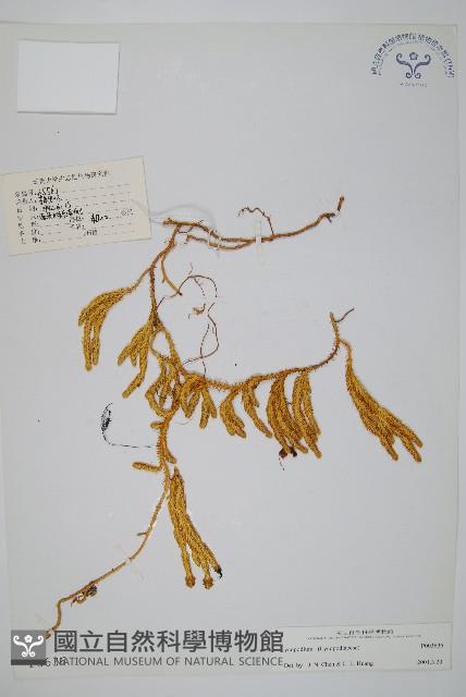 杉葉蔓石松藏品圖，第1張