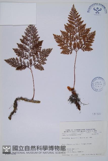 海州骨碎補藏品圖，第1張