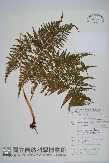 粗毛金星蕨藏品圖，第1張