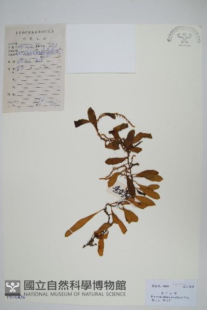 抱樹石葦藏品圖，第1張