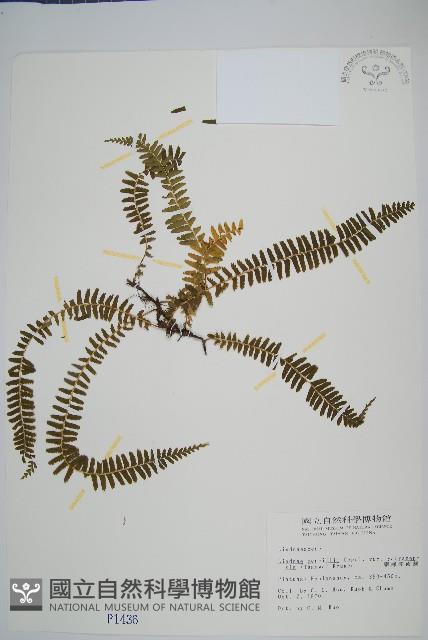 攀緣陵齒蕨、攀緣鱗始蕨藏品圖，第1張