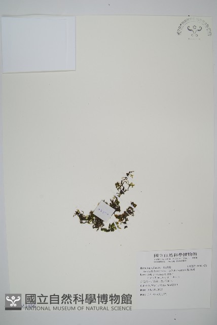 厚邊蕨藏品圖，第1張