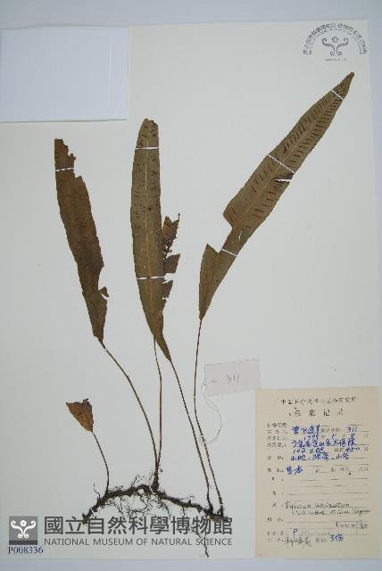 單葉雙蓋蕨藏品圖，第1張