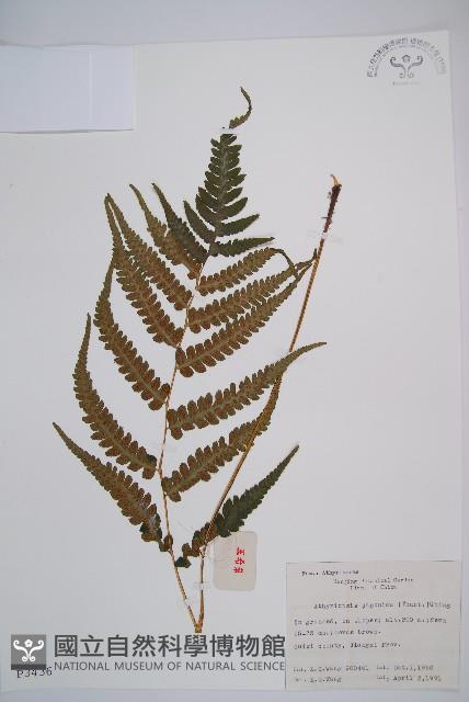 假蹄蓋蕨藏品圖，第1張