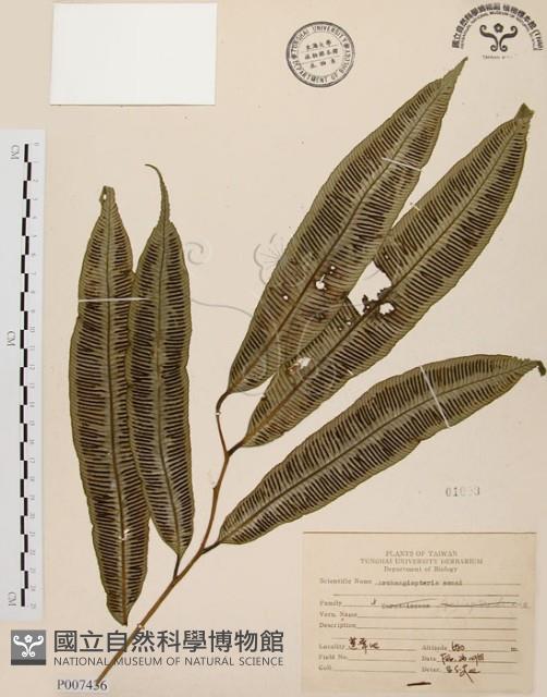 台灣原始觀音座蓮藏品圖，第1張