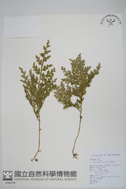 密葉卷柏藏品圖，第1張