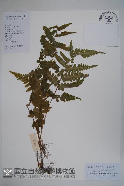 假蹄蓋蕨藏品圖，第1張