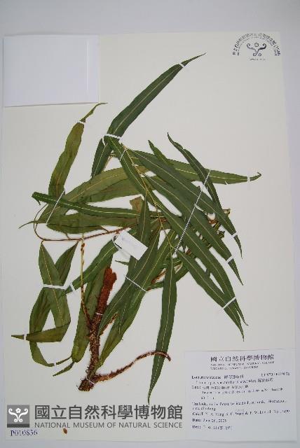 Accession Number:P010836 Collection Image, Figure 1, Total 2 Figures