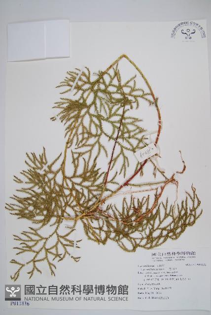 過山龍藏品圖，第1張